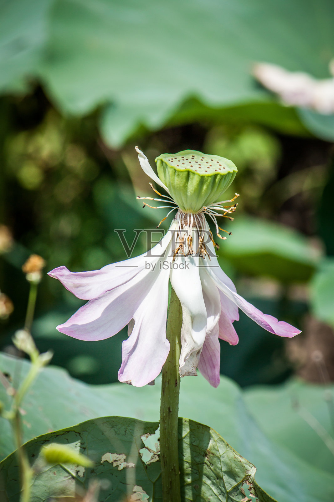 泰国的荷花照片摄影图片