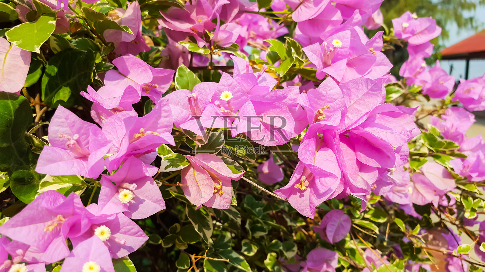 盛开的九重葛，五彩纸花照片摄影图片