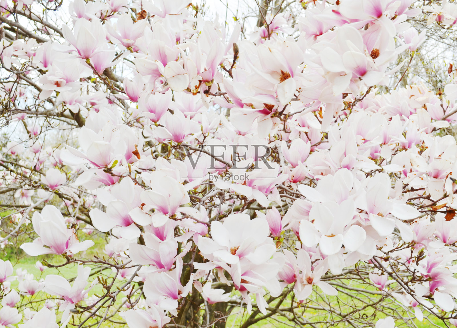 木兰照片摄影图片