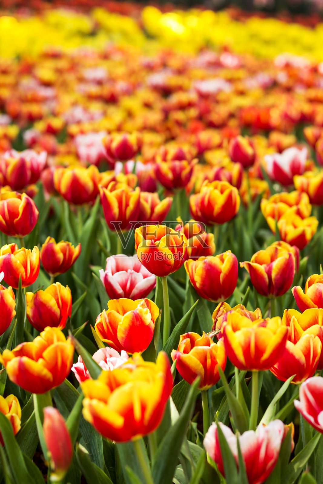 郁金香。美丽的五颜六色的郁金香照片摄影图片