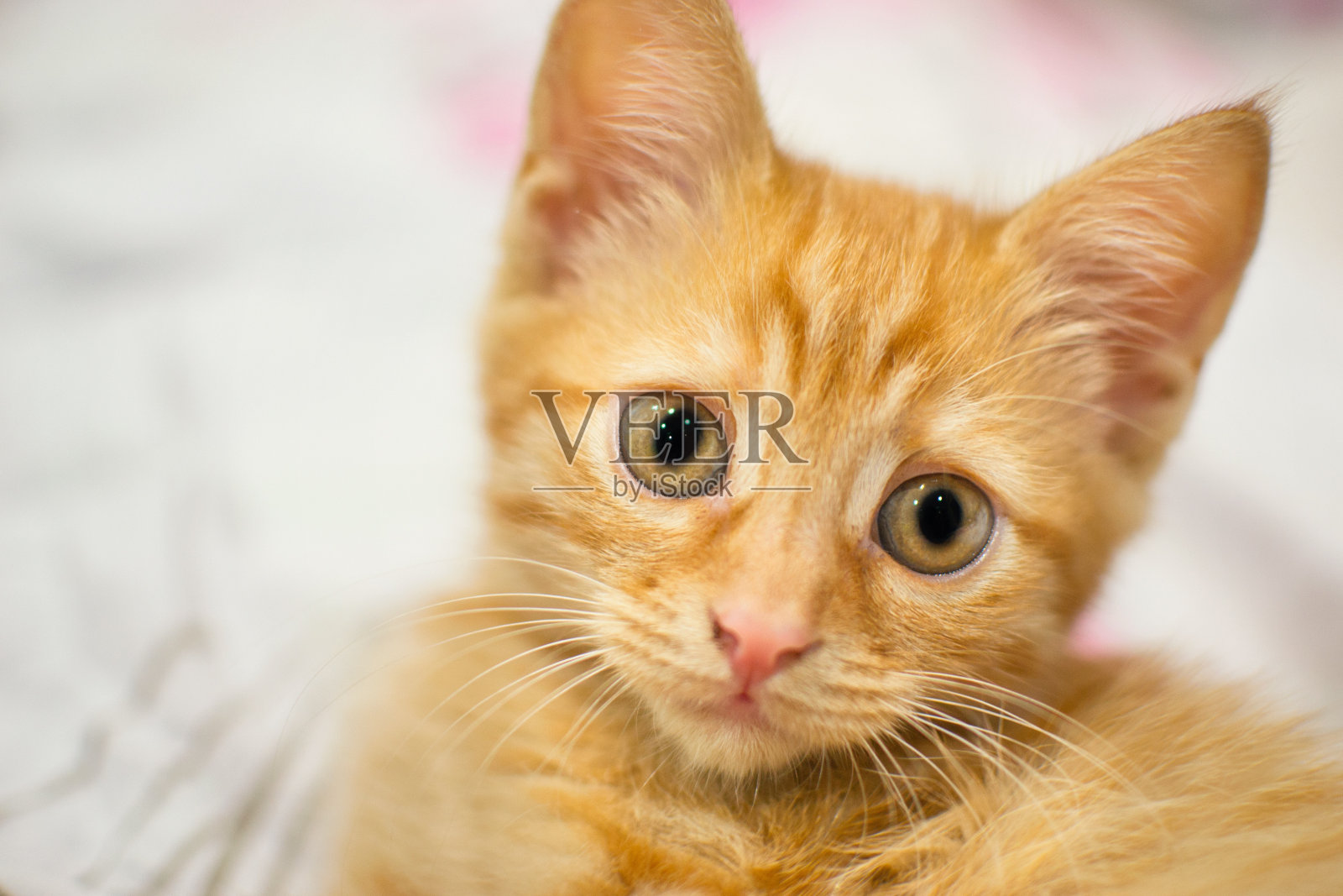 披着白色面纱的姜猫照片摄影图片