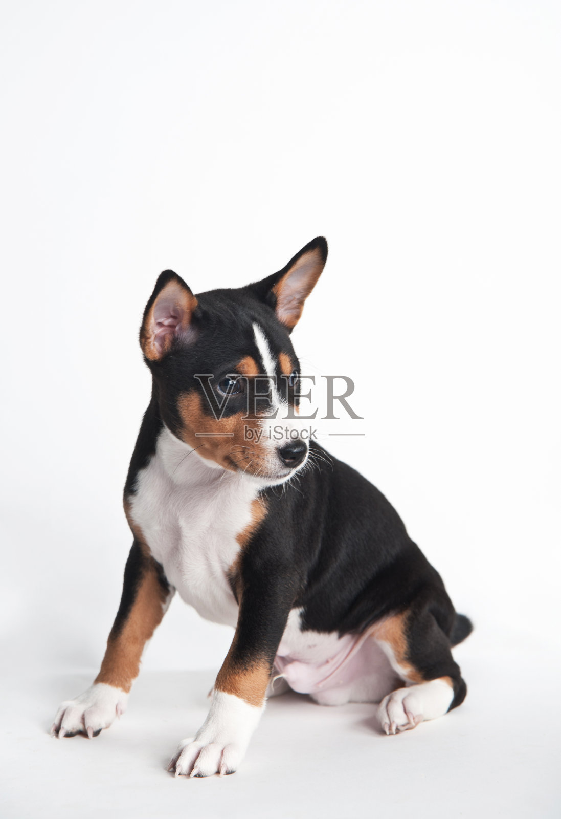 白色背景上的巴辛吉小狗照片摄影图片
