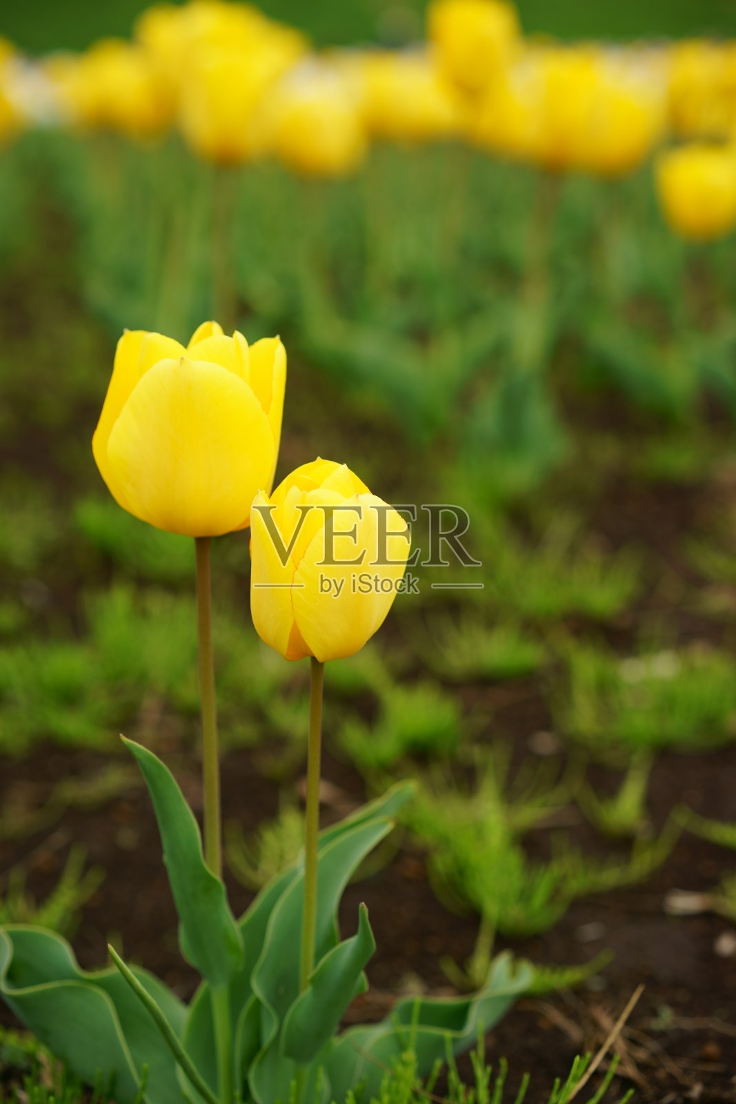 河床郁金香照片摄影图片