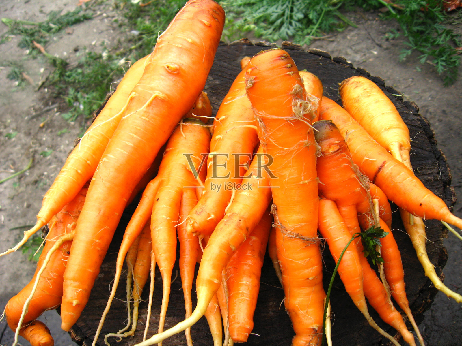 一束橙色胡萝卜照片摄影图片