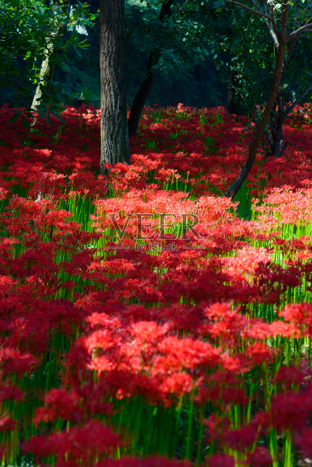 红蜘蛛莉莉照片摄影图片