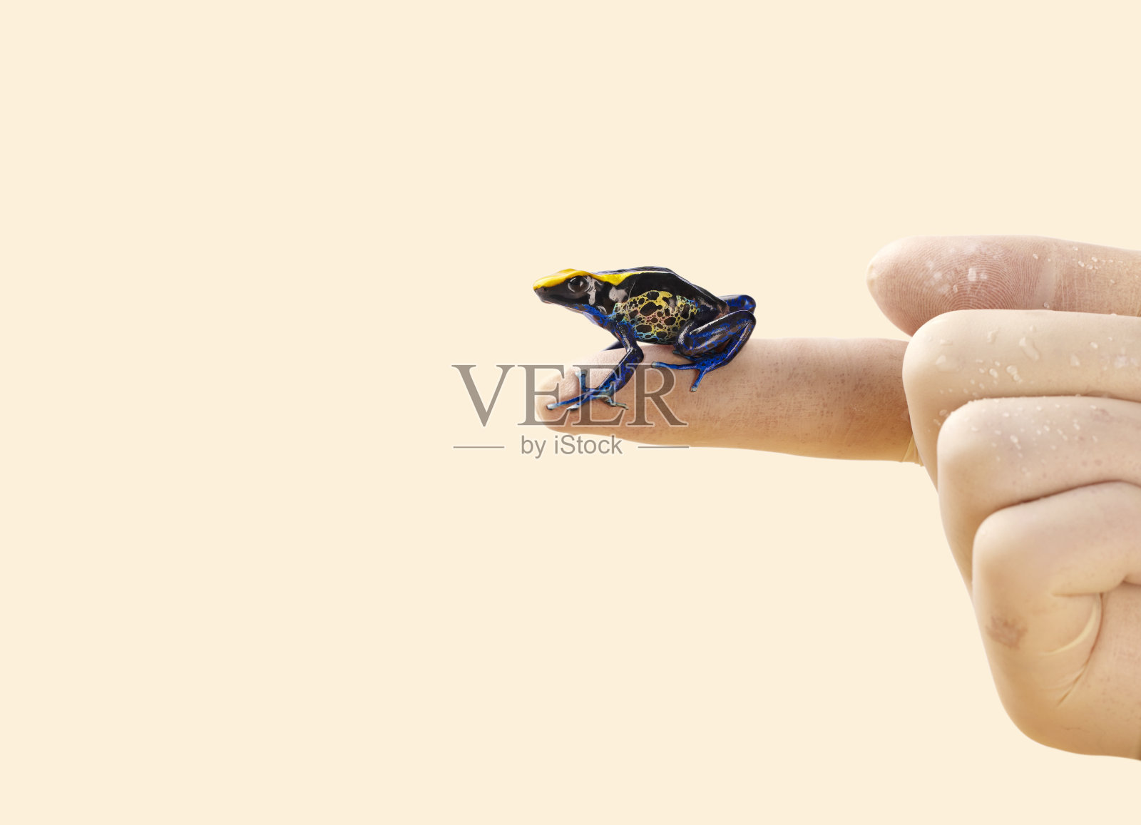 毒箭蛙用手指照片摄影图片