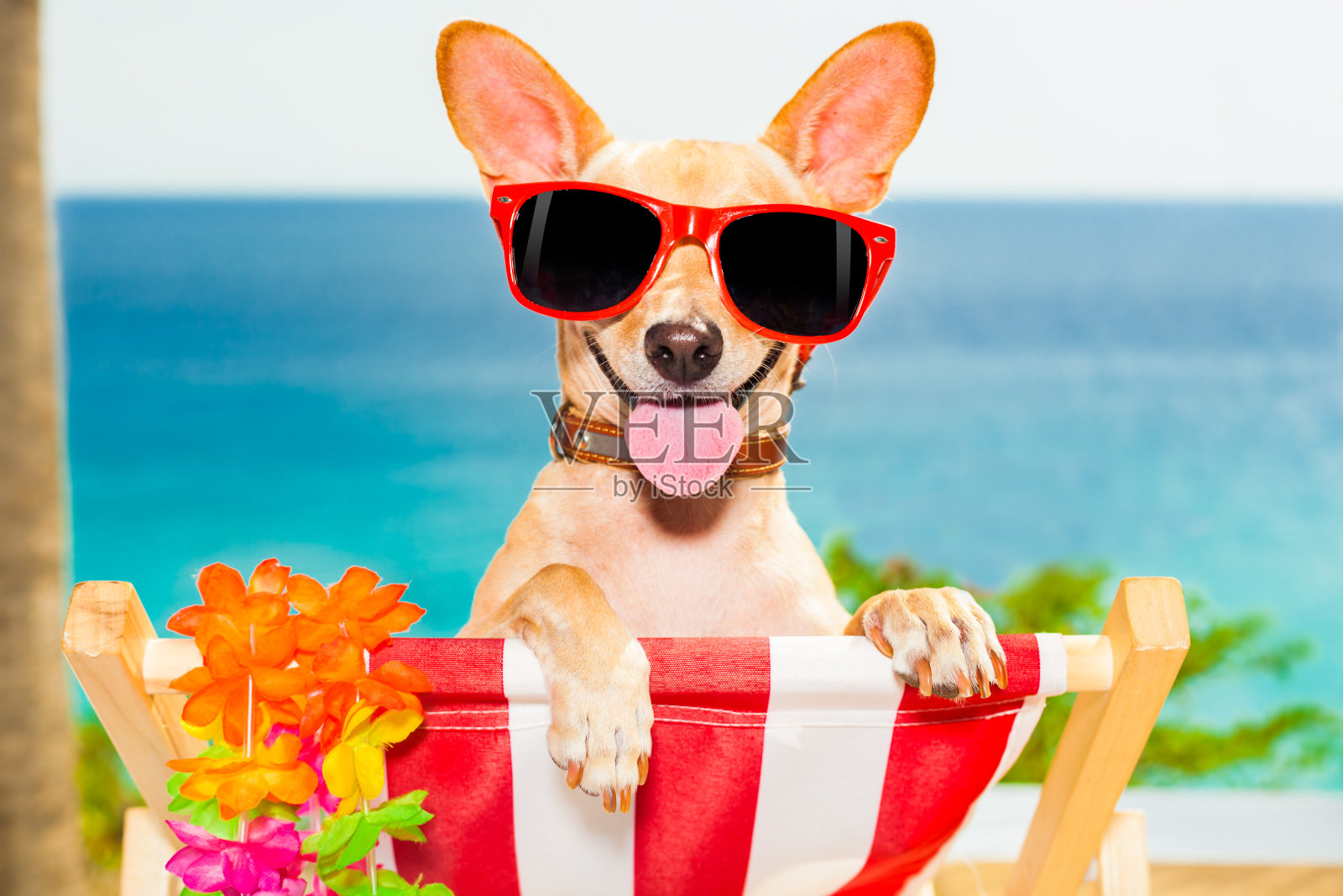 狗的假期照片摄影图片