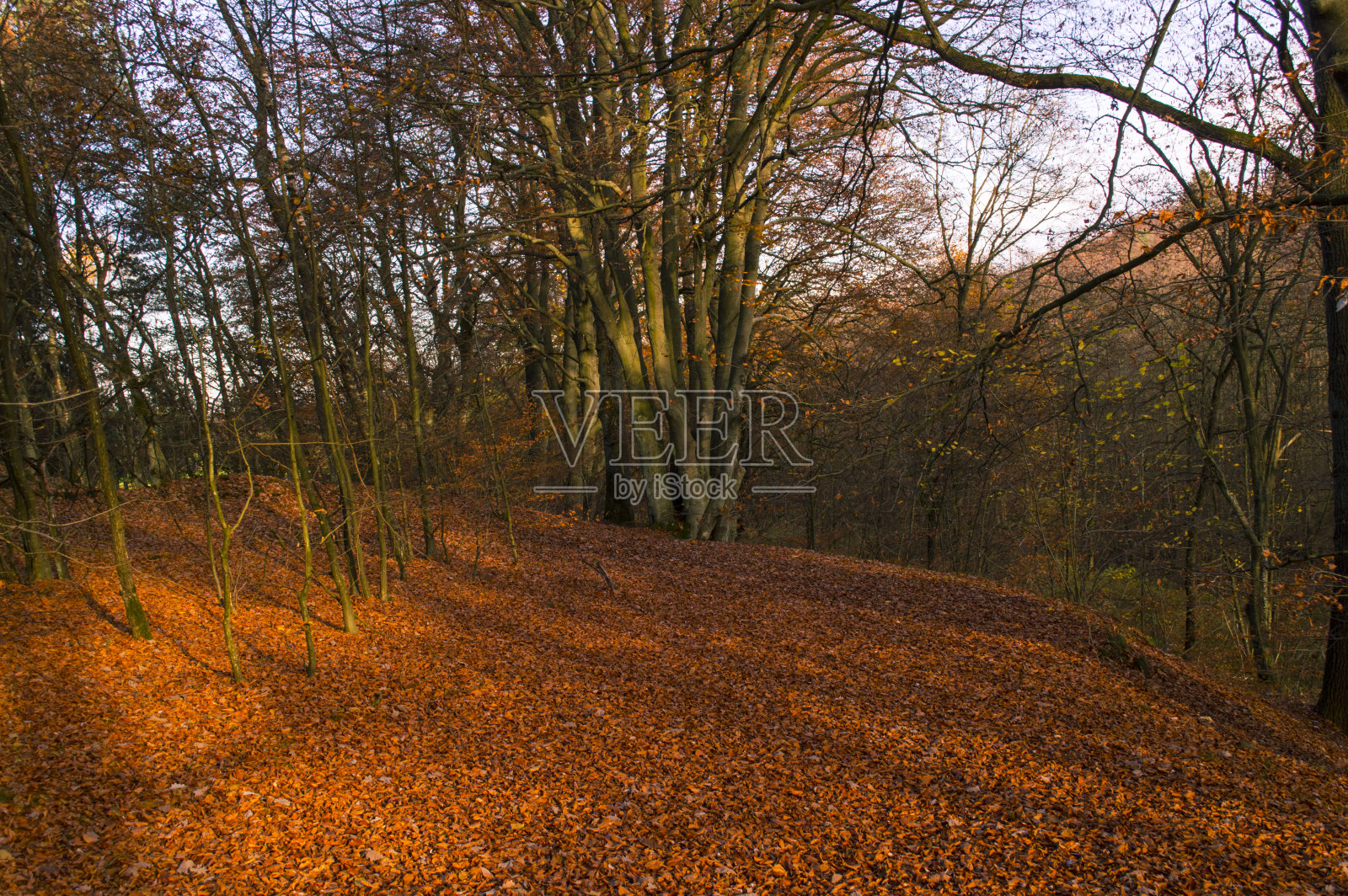 森林里的秋天照片摄影图片