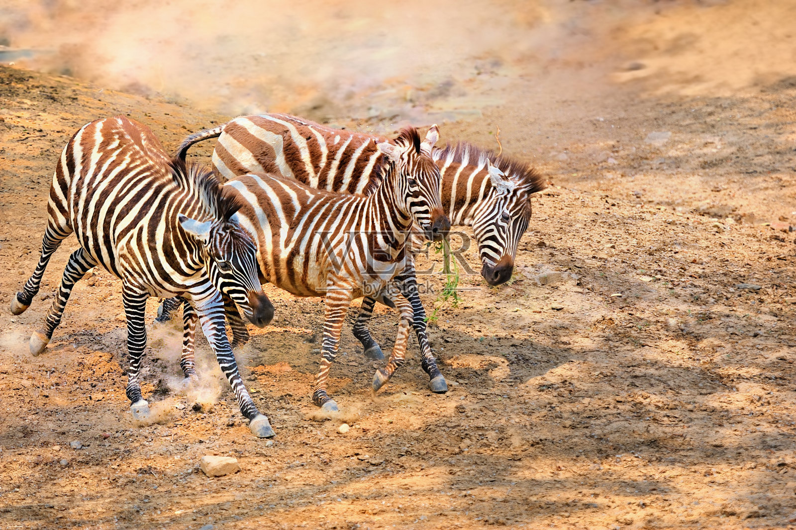 斑马,照片摄影图片