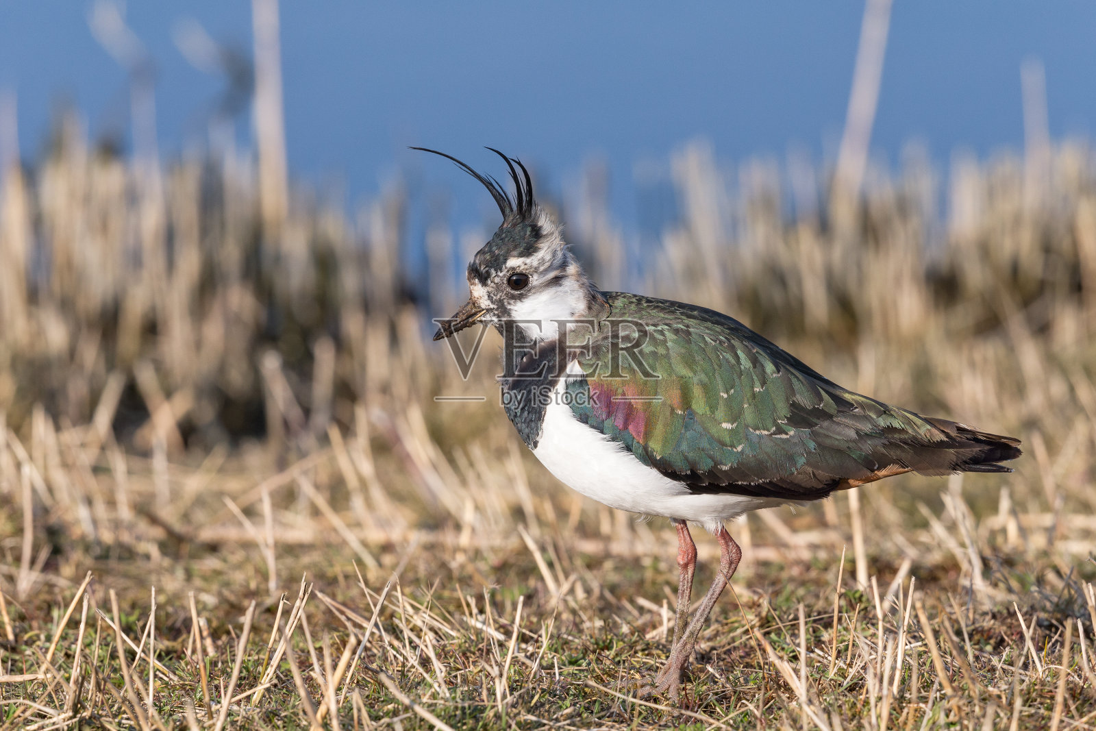 草地上的北田凫照片摄影图片