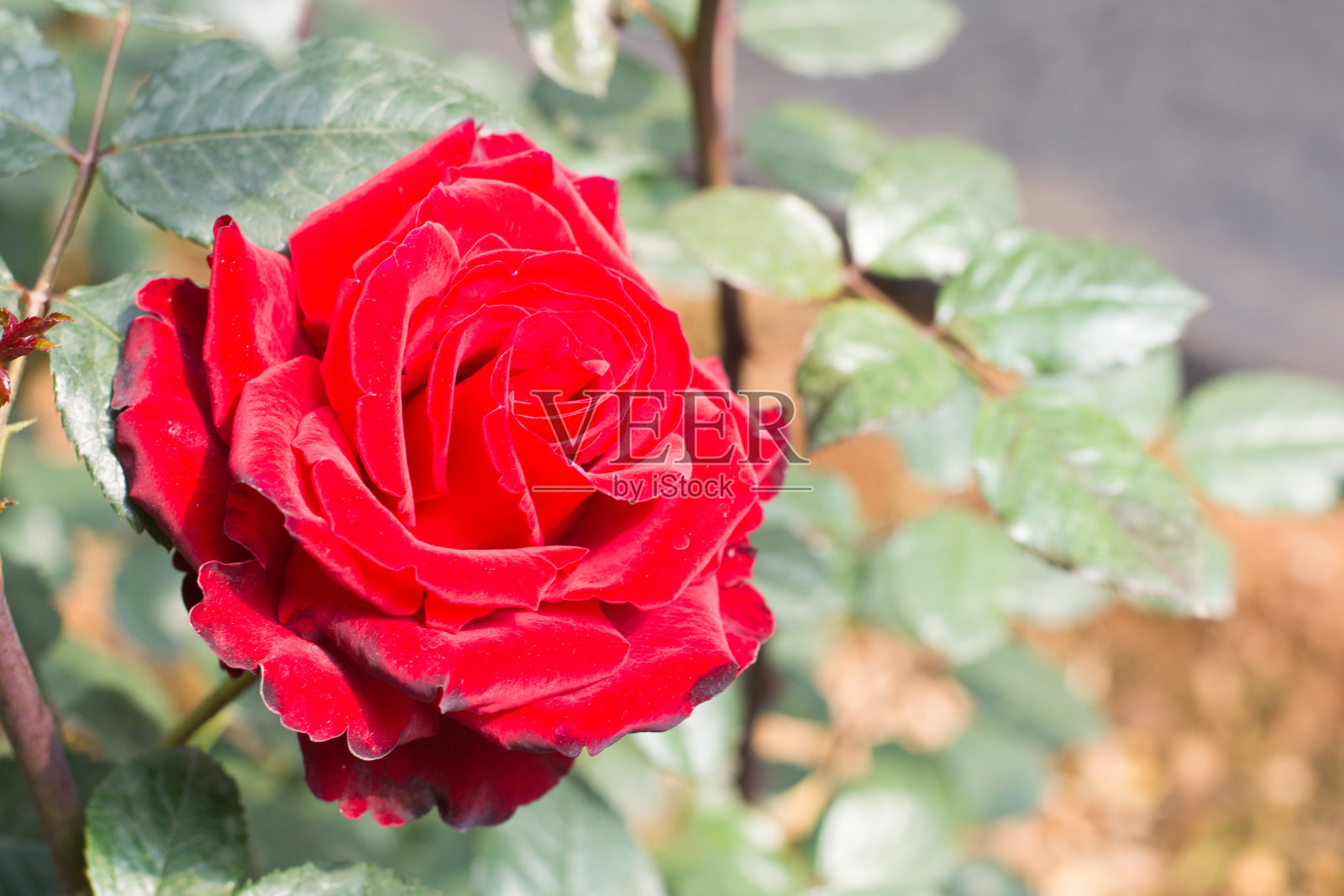 靠近美丽的玫瑰花照片摄影图片