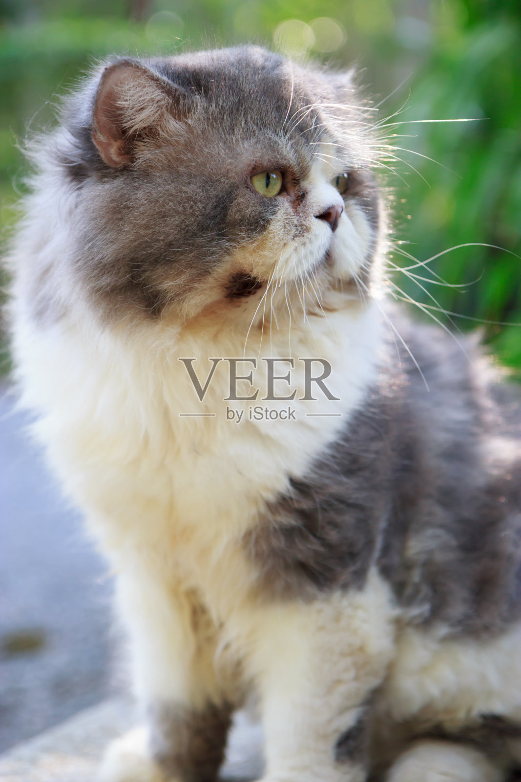 一只波斯猫坐在地板上照片摄影图片