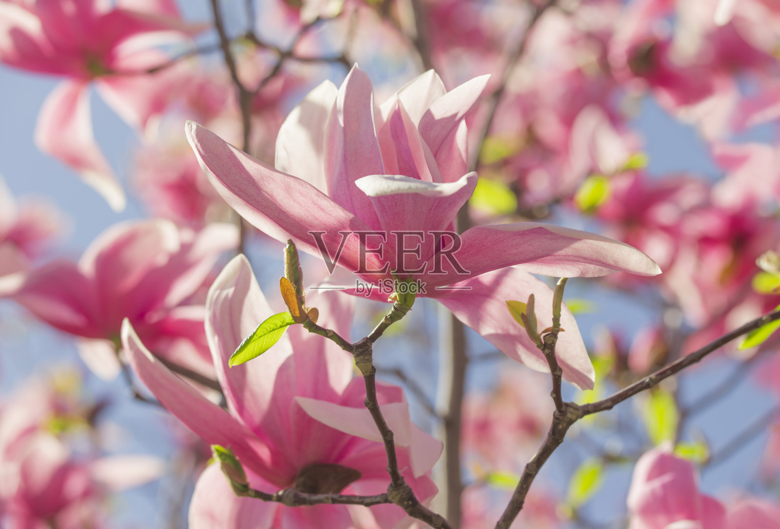 木兰在春天开花照片摄影图片