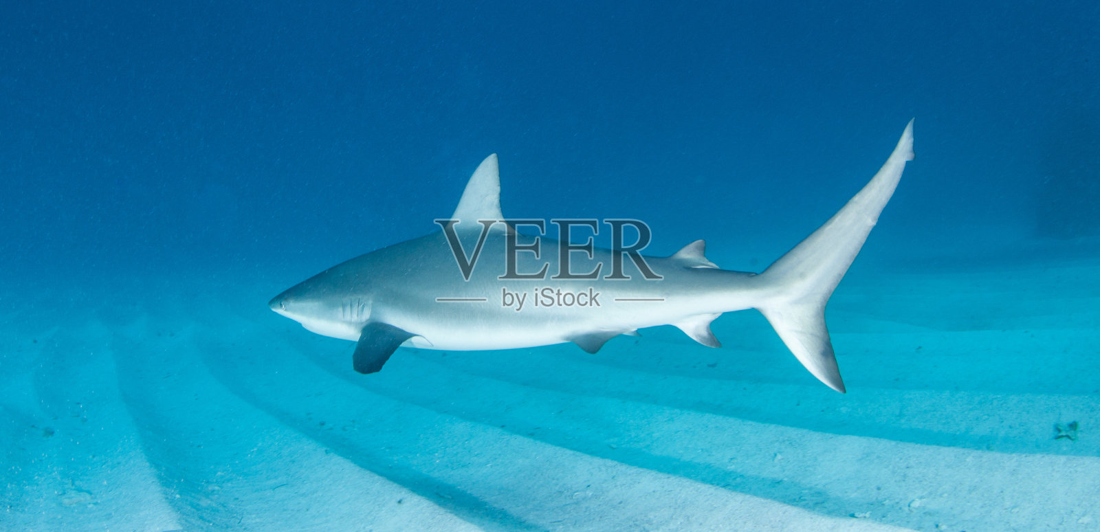 加勒比海珊瑚礁鲨照片摄影图片