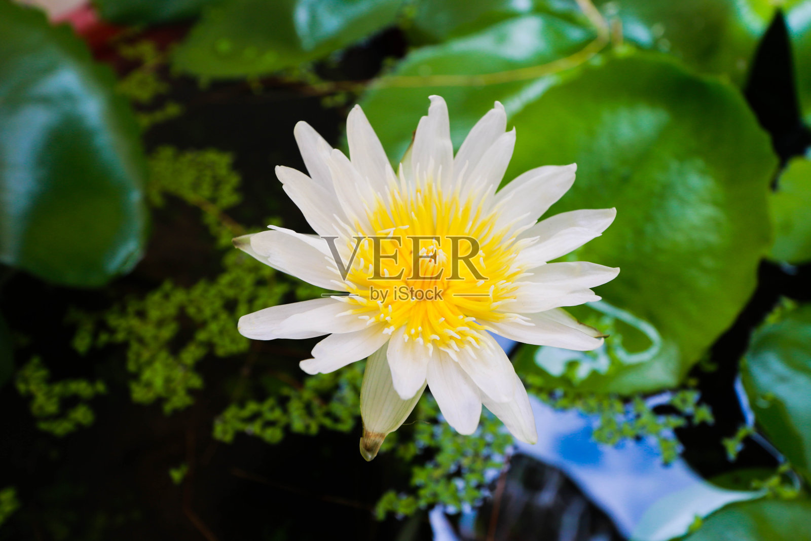 莲花照片摄影图片