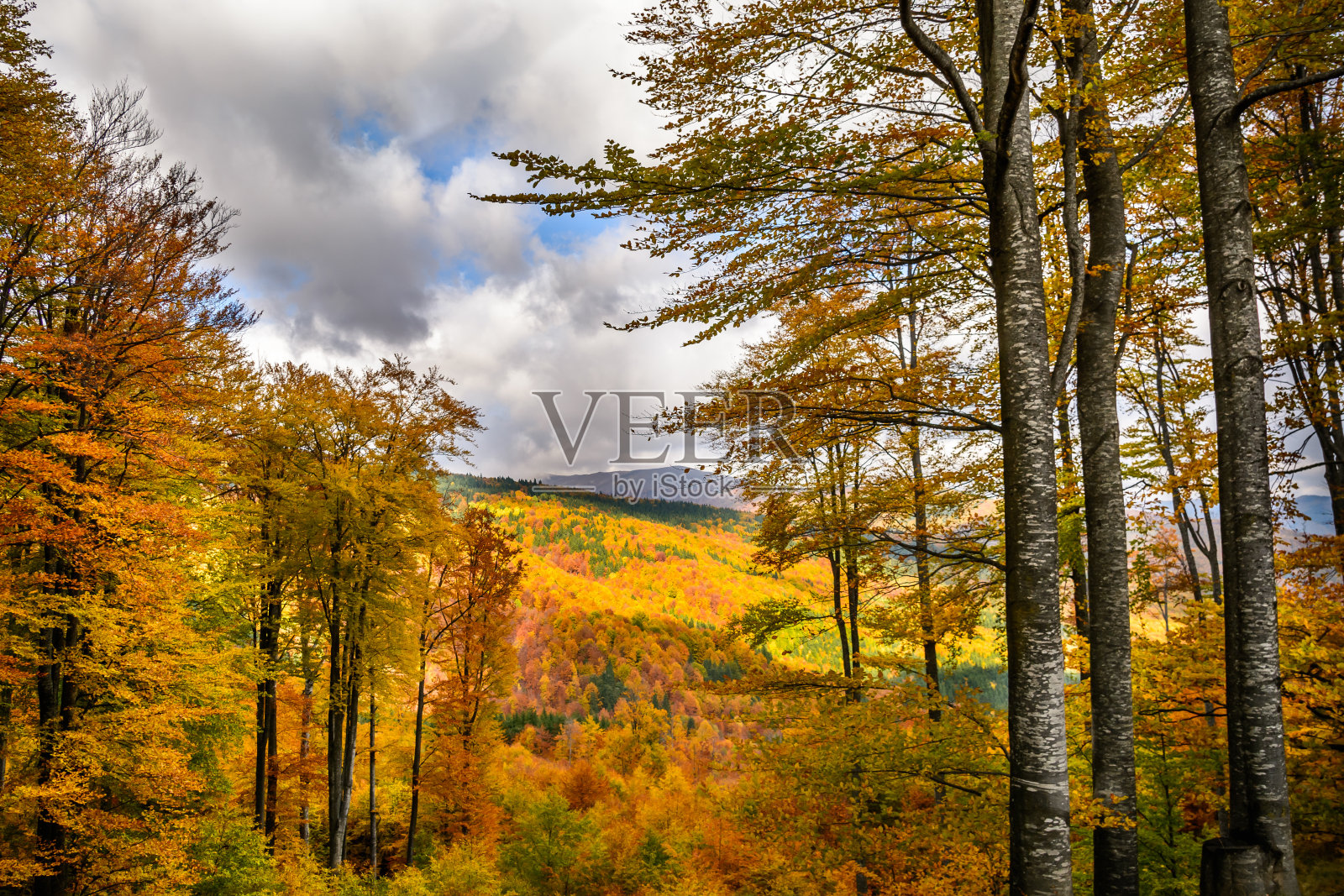 秋天的背景在树林里。照片摄影图片