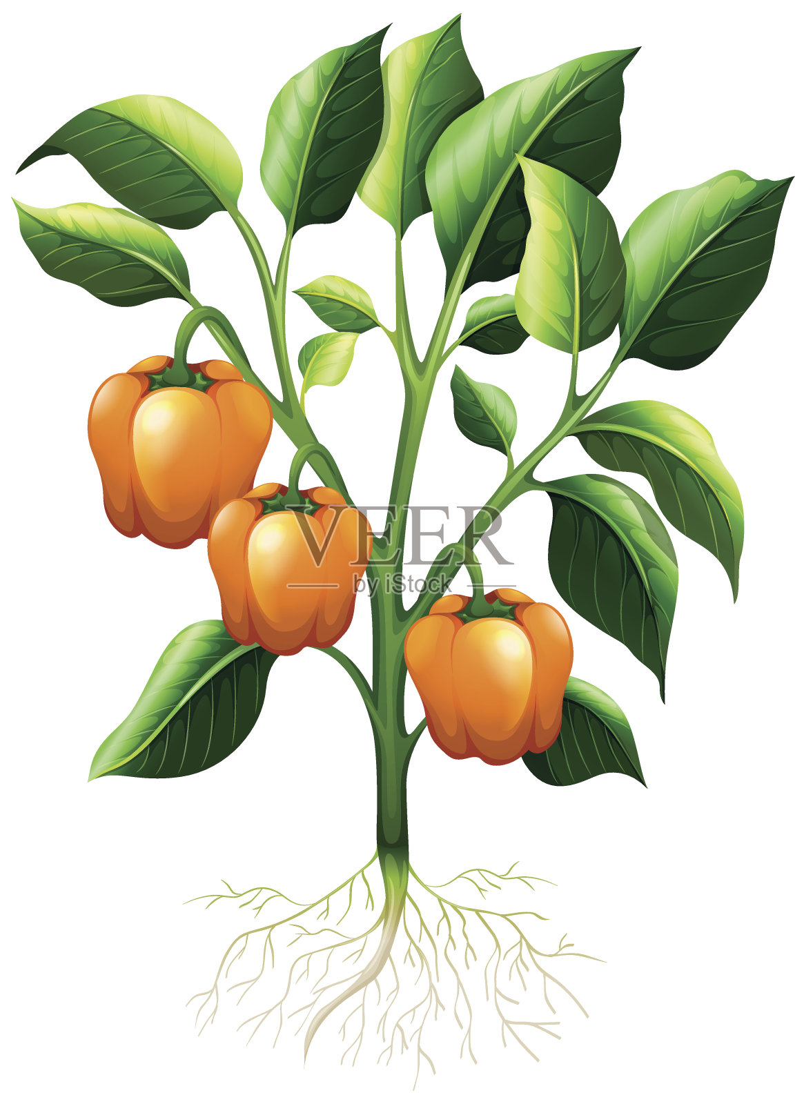 橙色的辣椒在树枝上插画图片素材