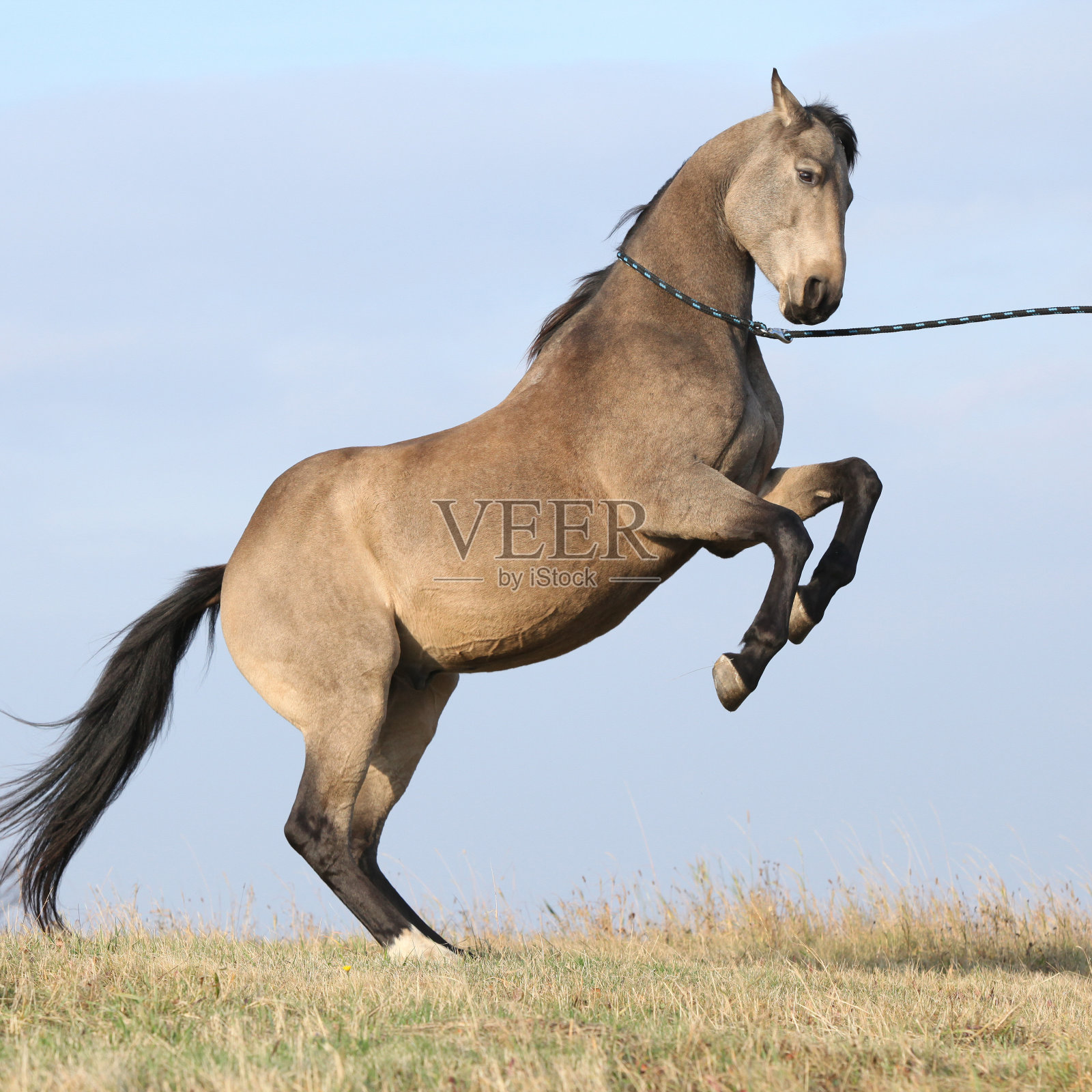 美丽的海湾夸特马腾跃照片摄影图片