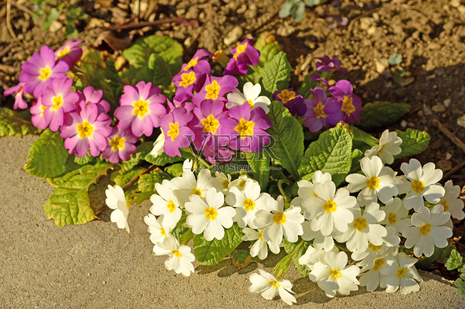花园里的樱草花照片摄影图片