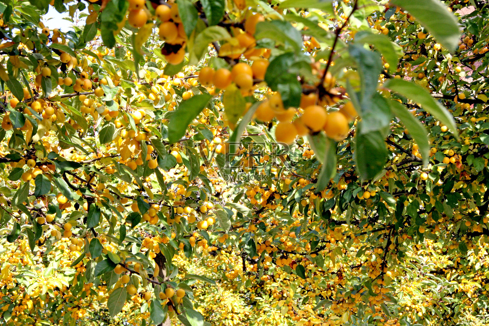 苹果树照片摄影图片