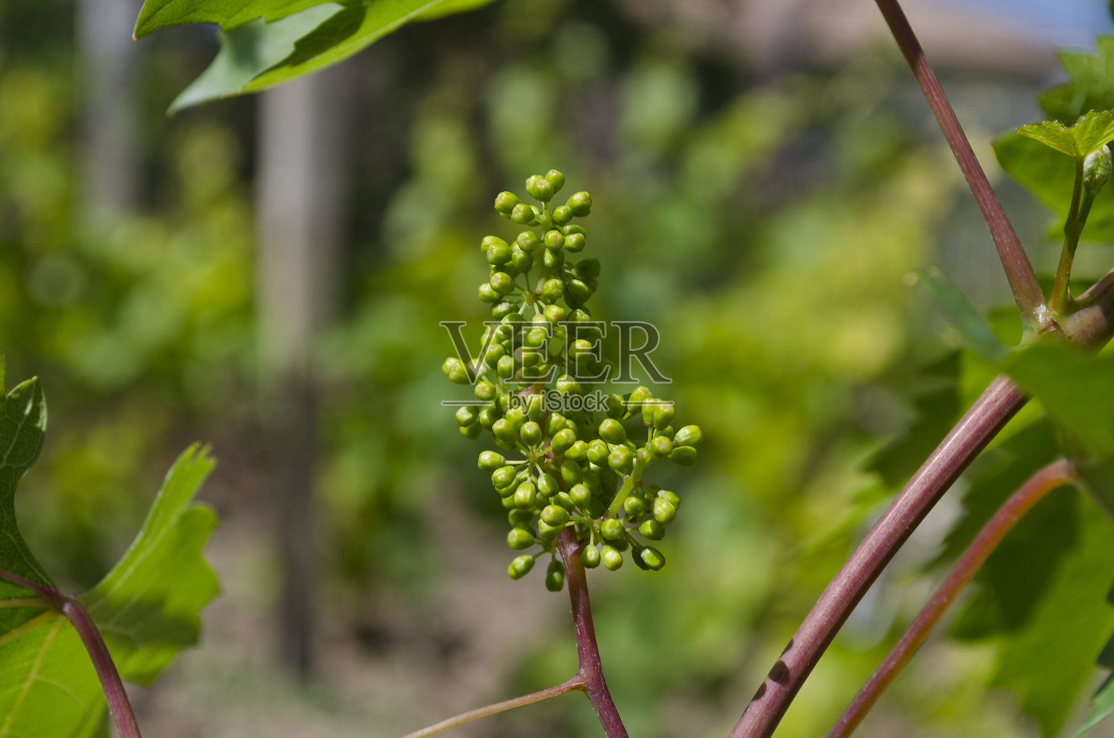 保加利亚北部夏季种植生物葡萄照片摄影图片
