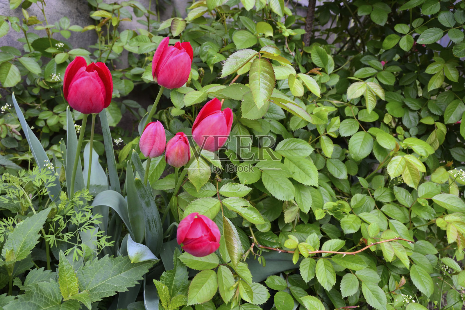 玫瑰和郁金香照片摄影图片