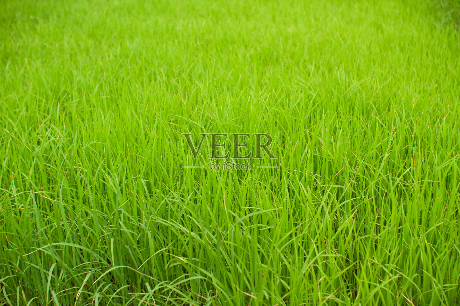 水稻领域照片摄影图片