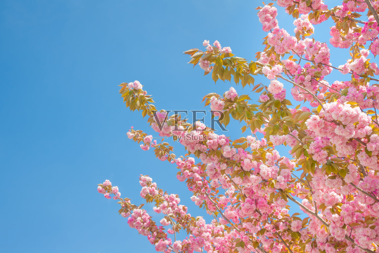 春天的树开着粉红色的花照片摄影图片