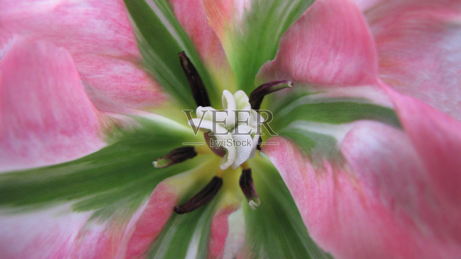 胭脂照片摄影图片