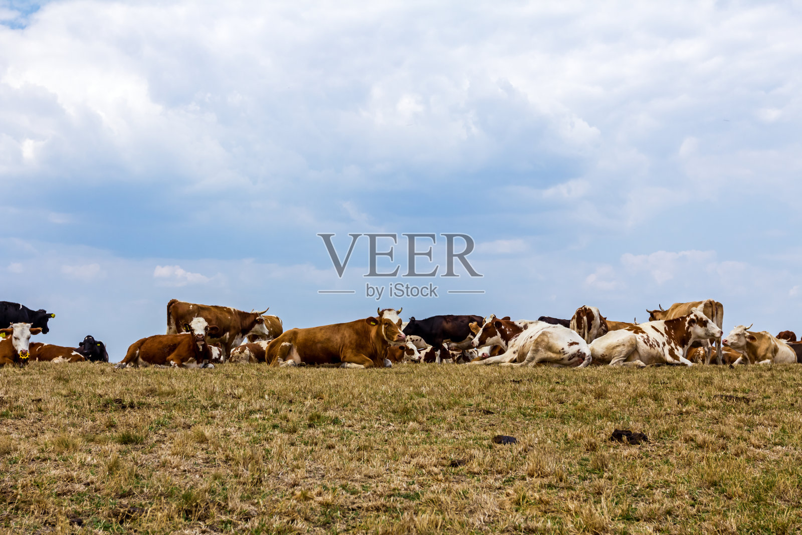 牛在草地上休息。照片摄影图片