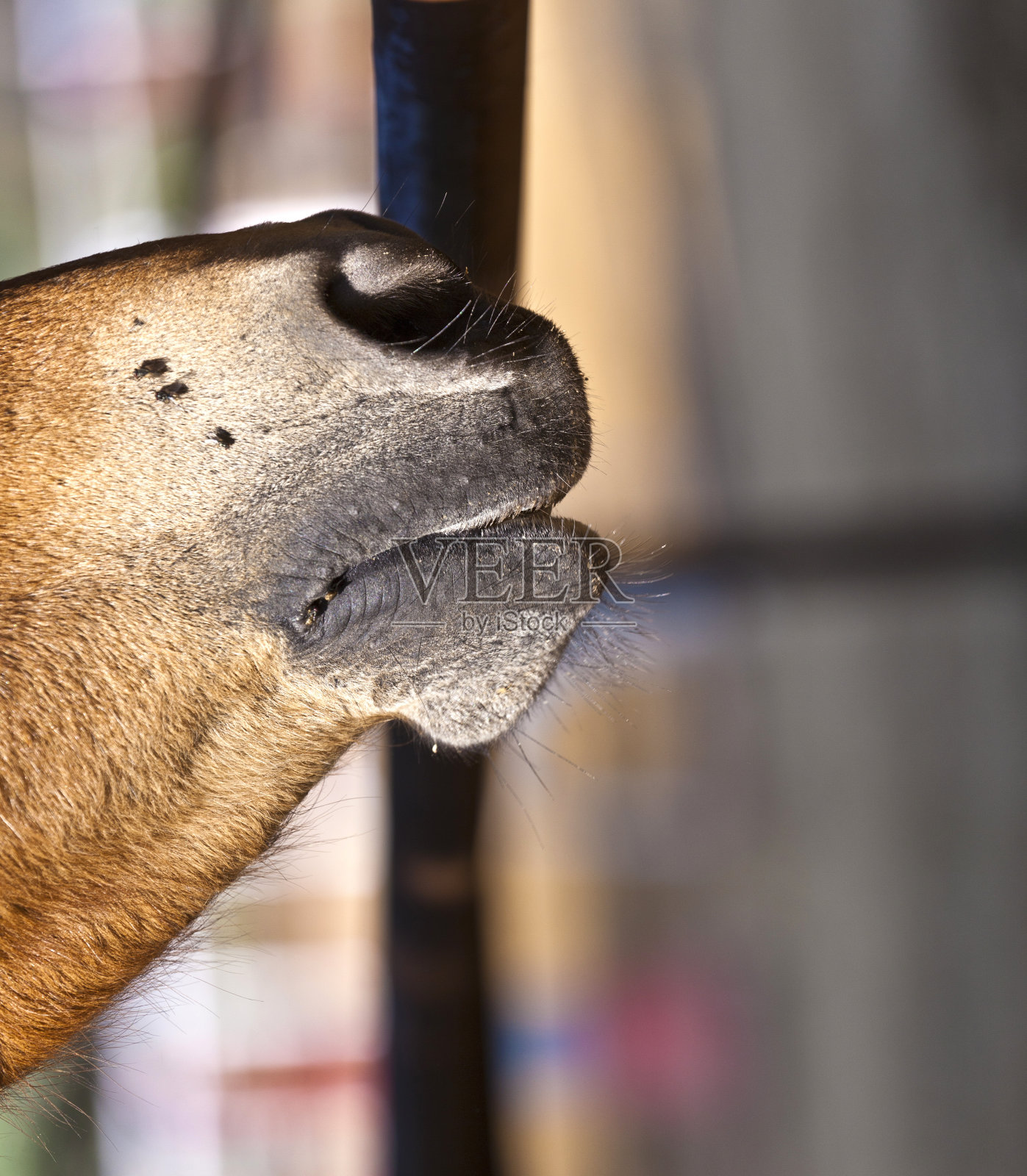 马舔着外面马厩里生锈的篱笆照片摄影图片