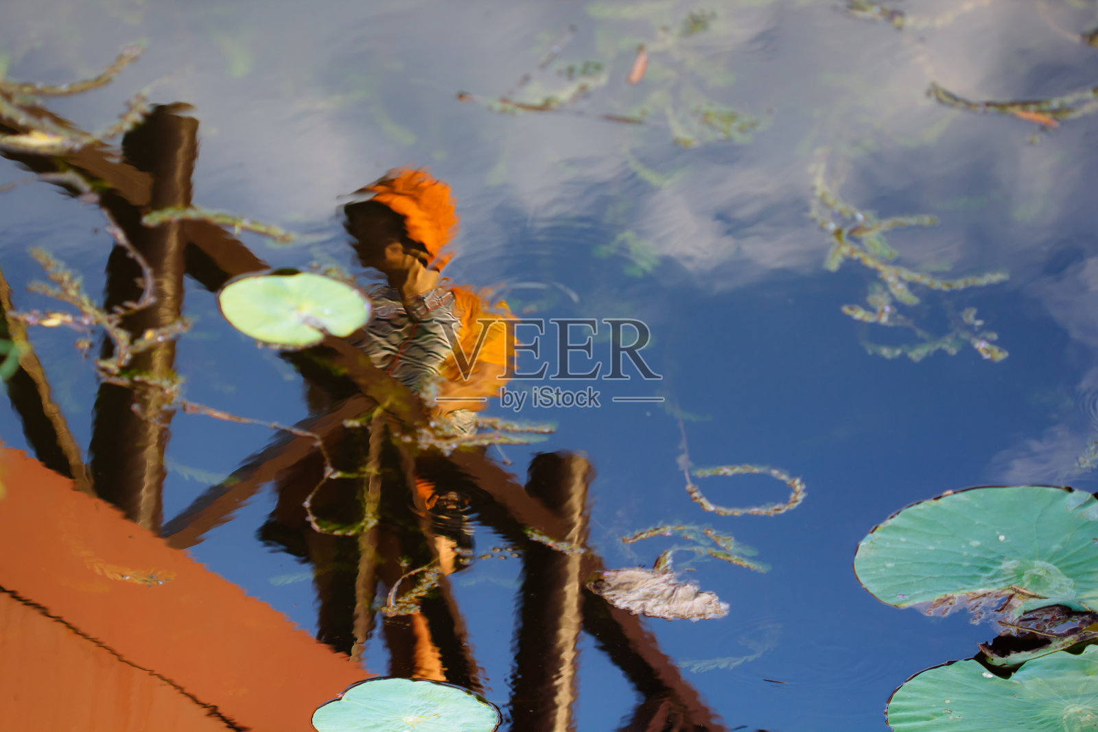 荷花在夏天开花照片摄影图片