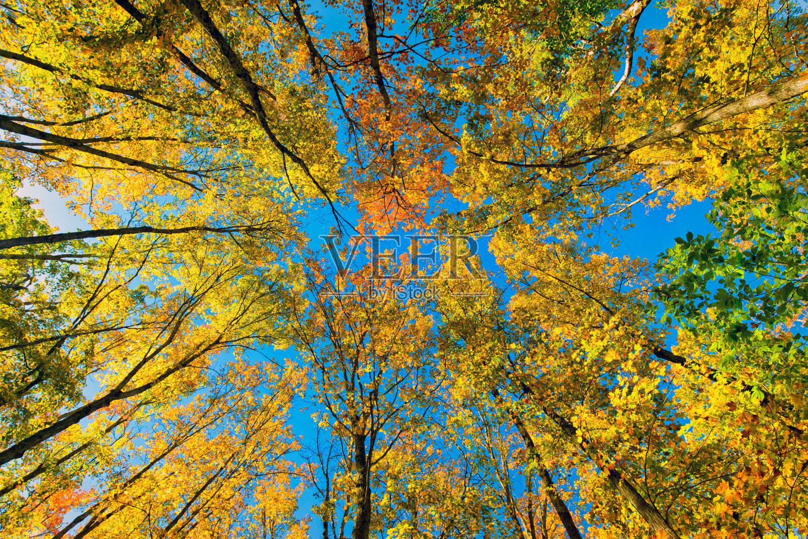 低角金色的树叶在树林里照片摄影图片