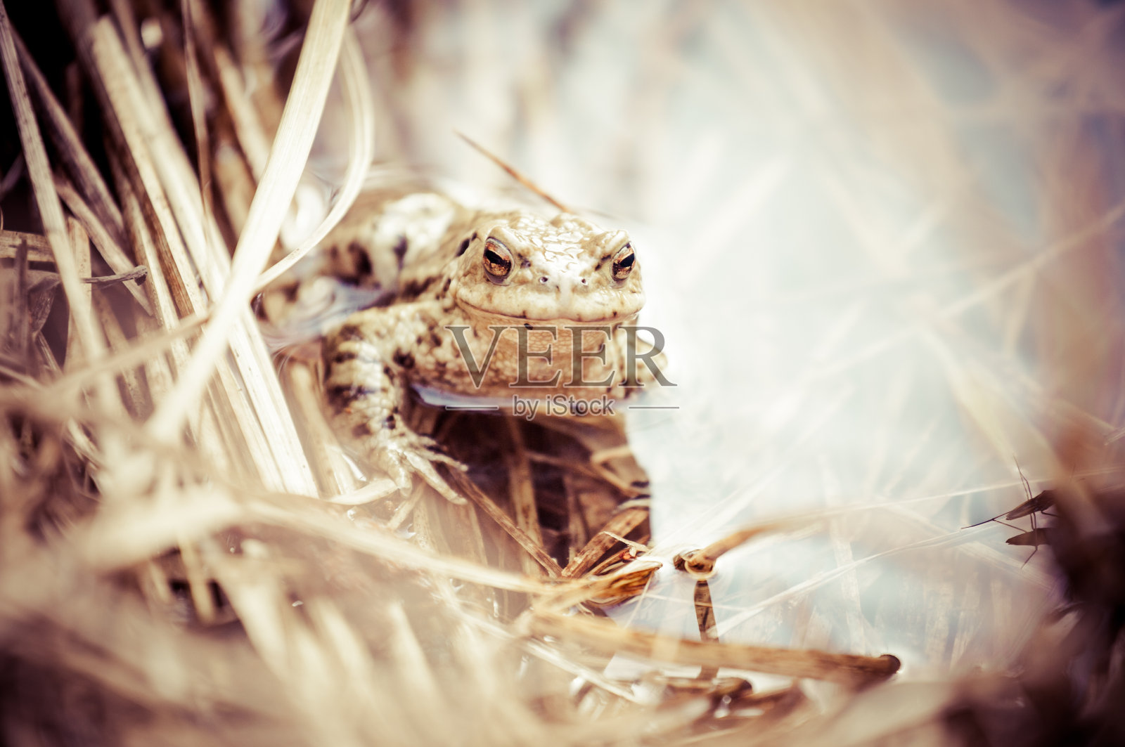 青蛙在水里照片摄影图片