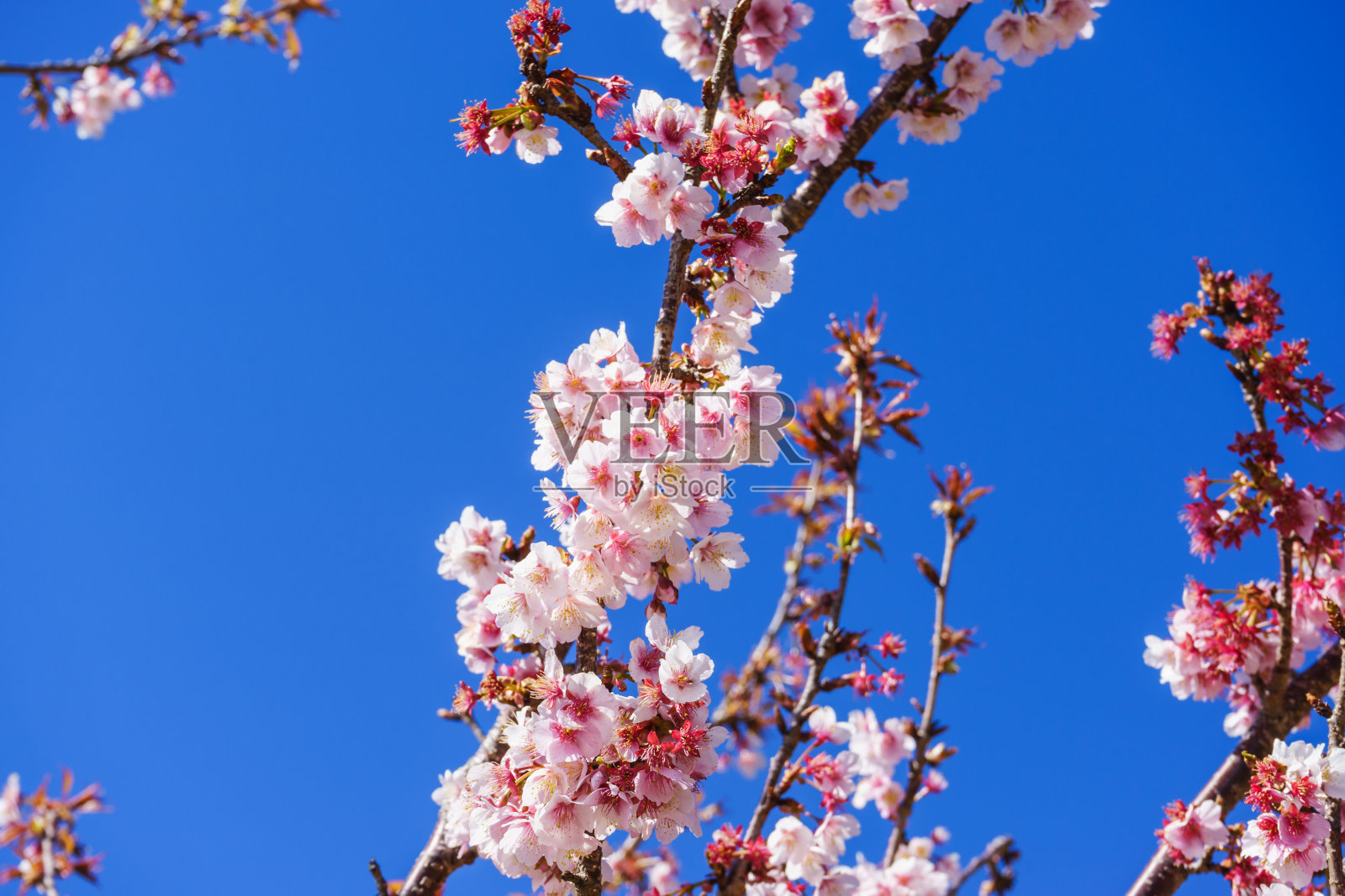樱花照片摄影图片