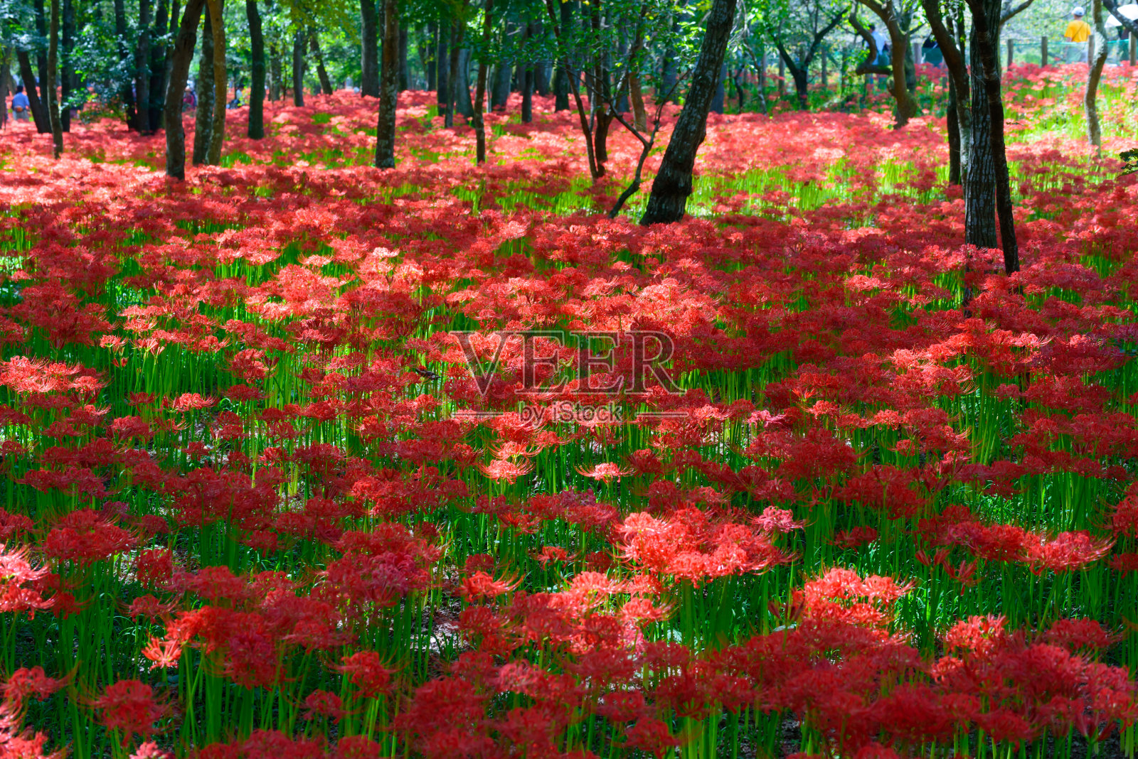红蜘蛛莉莉照片摄影图片