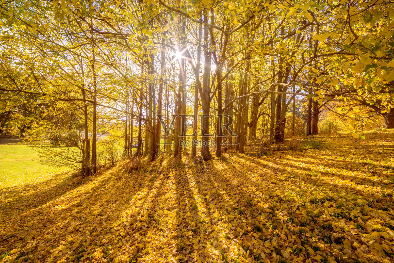 公园里的金色树木照片摄影图片