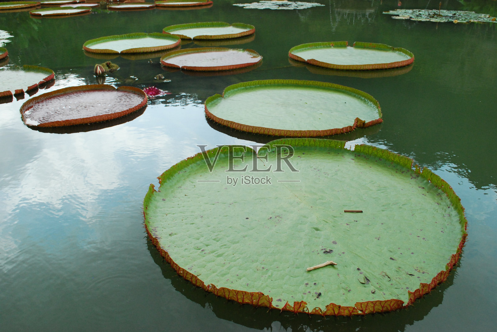 维多利亚睡莲照片摄影图片