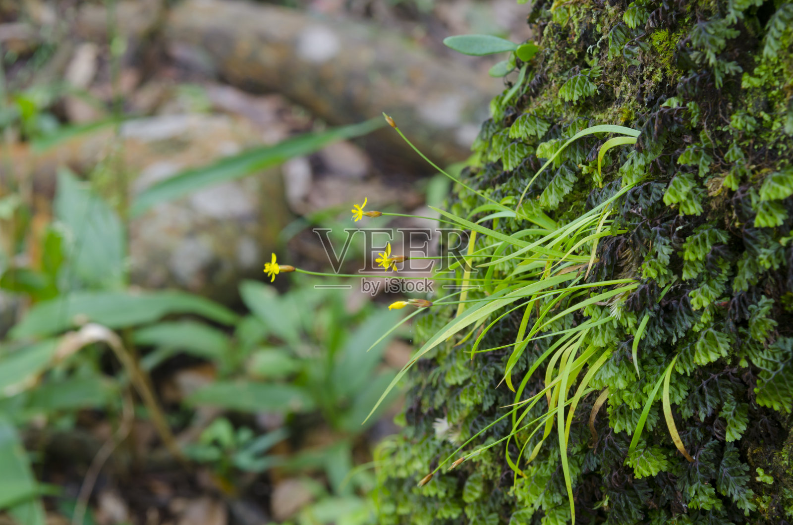 热带雨林中的花朵照片摄影图片