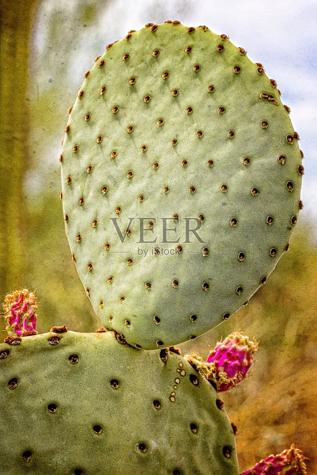 仙人球照片摄影图片