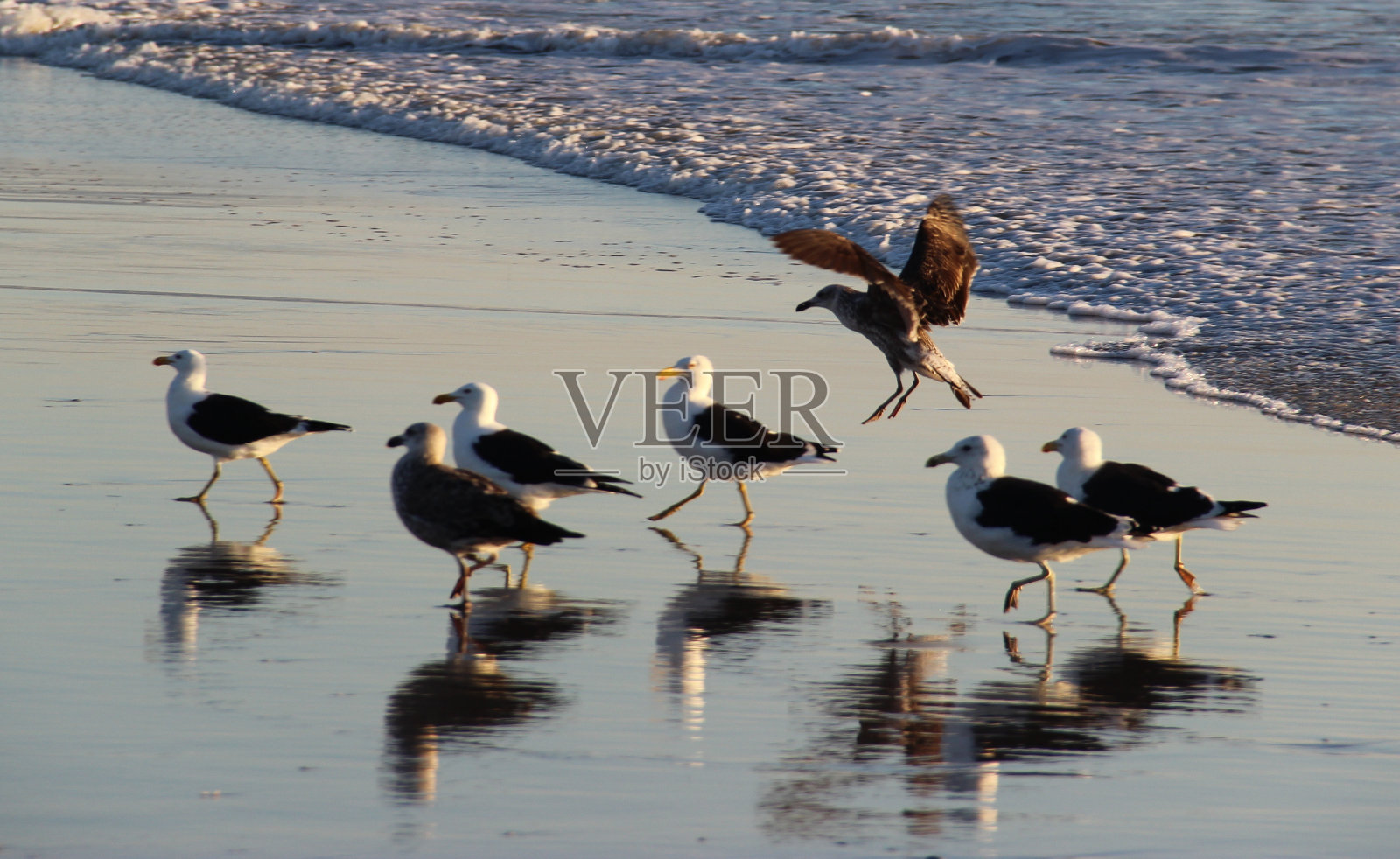 海鸥的游行照片摄影图片