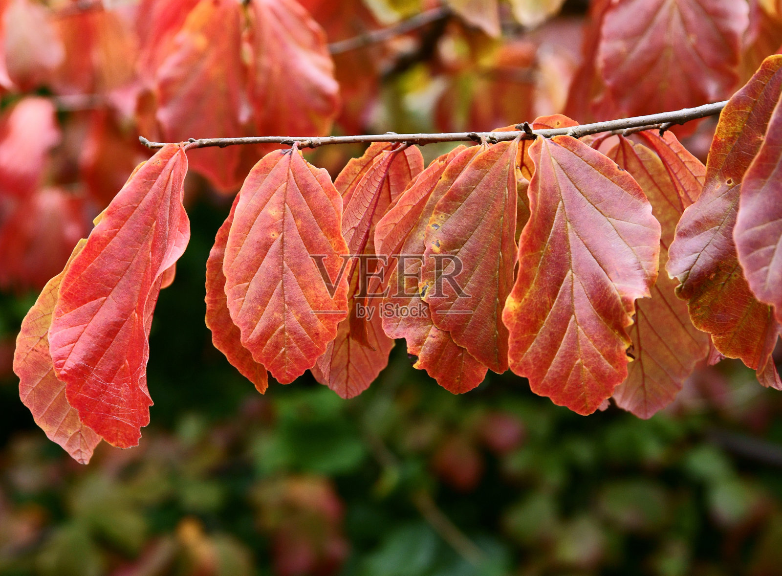 秋蔷薇的红叶照片摄影图片