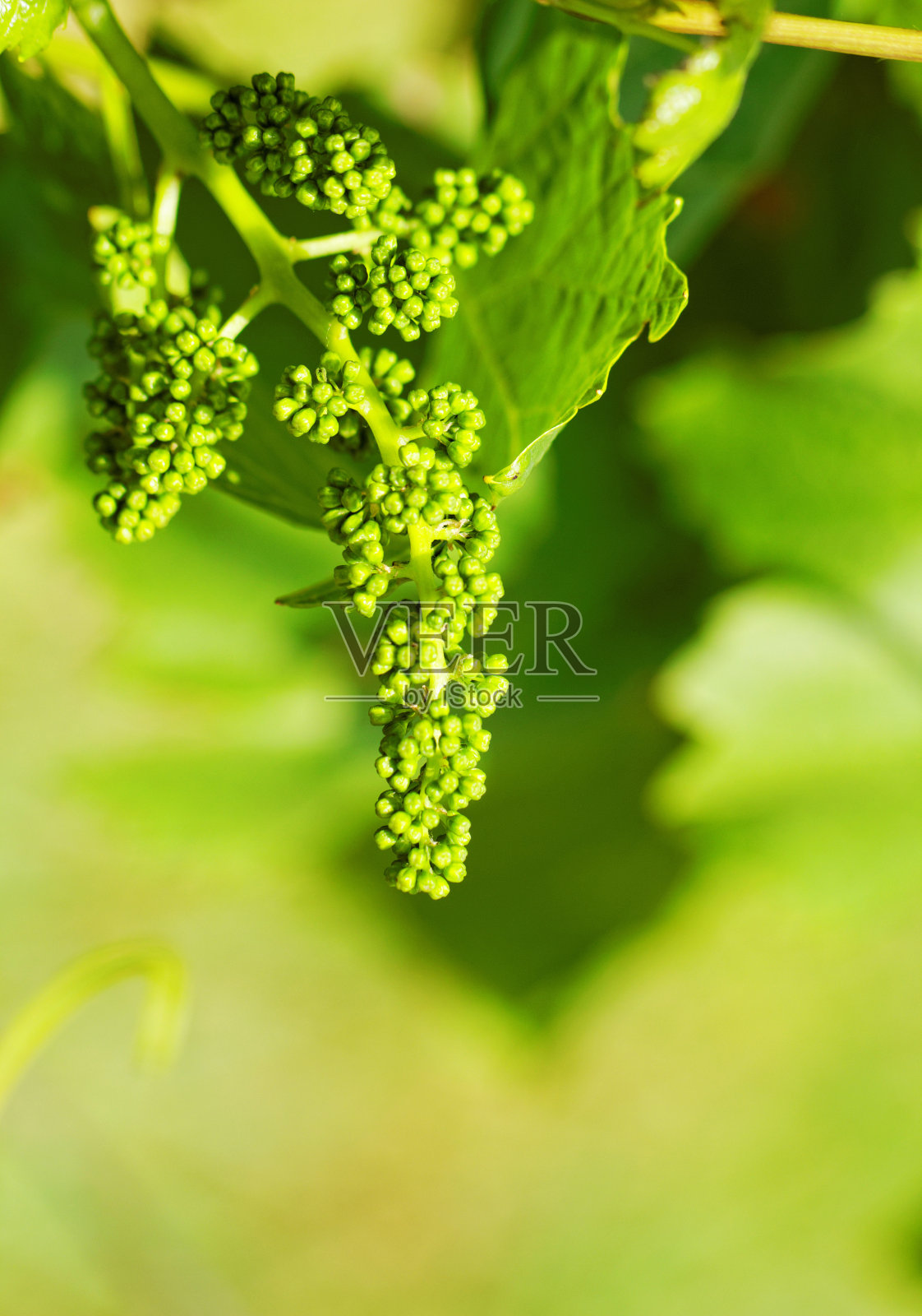 小绿葡萄照片摄影图片