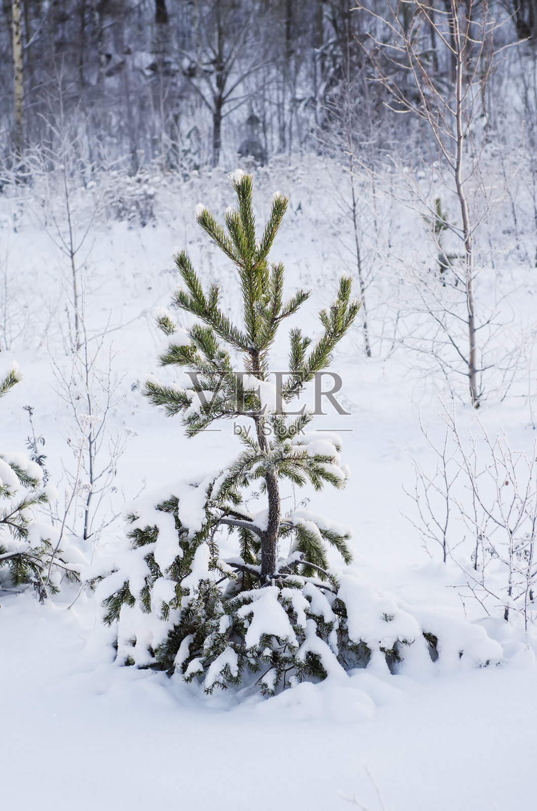 杉树下的雪照片摄影图片