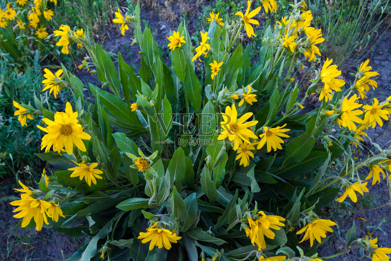 野花照片摄影图片