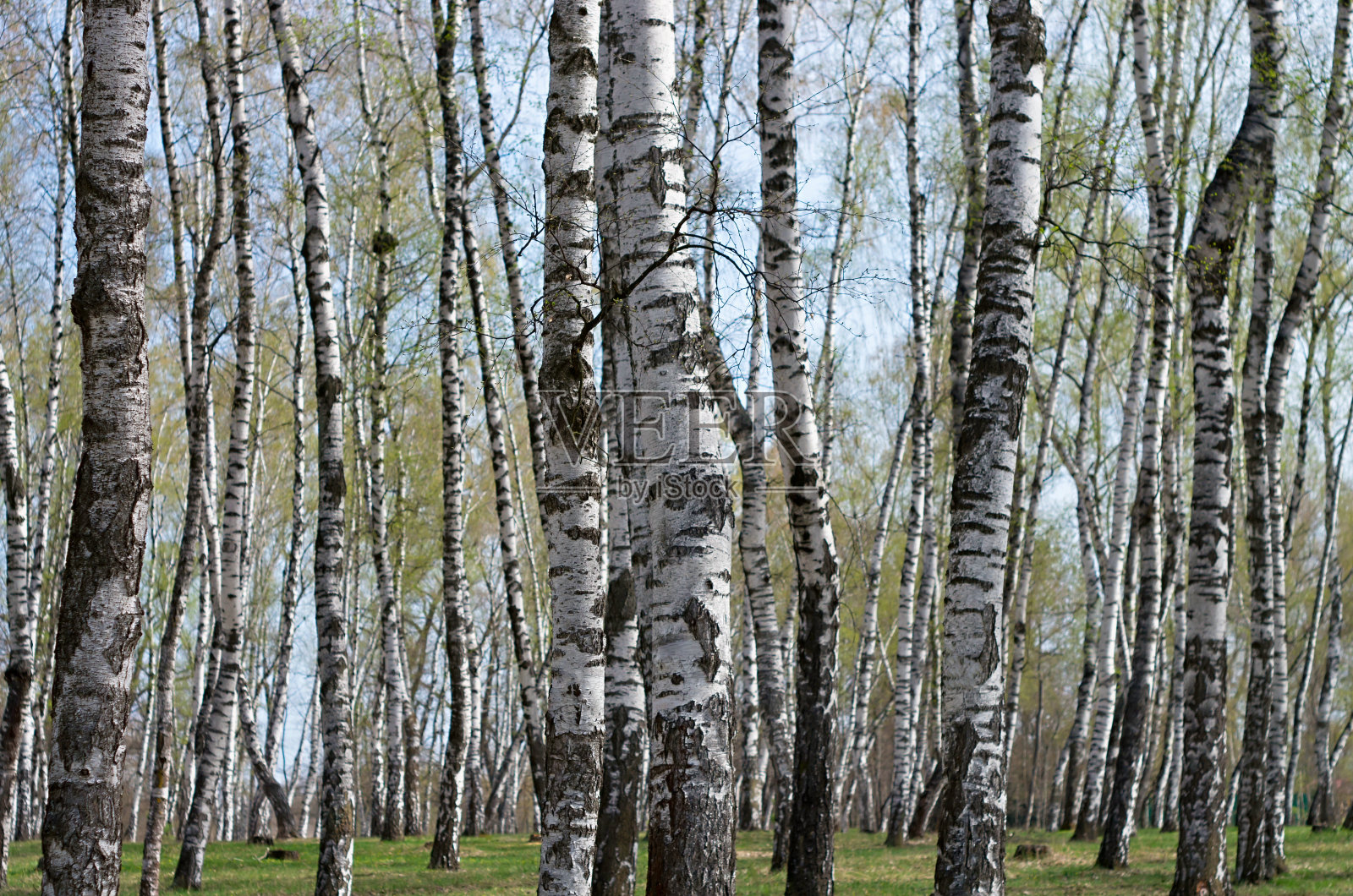 白桦树林照片摄影图片