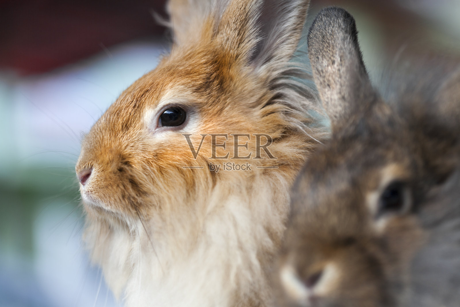 兔子的家人. .照片摄影图片