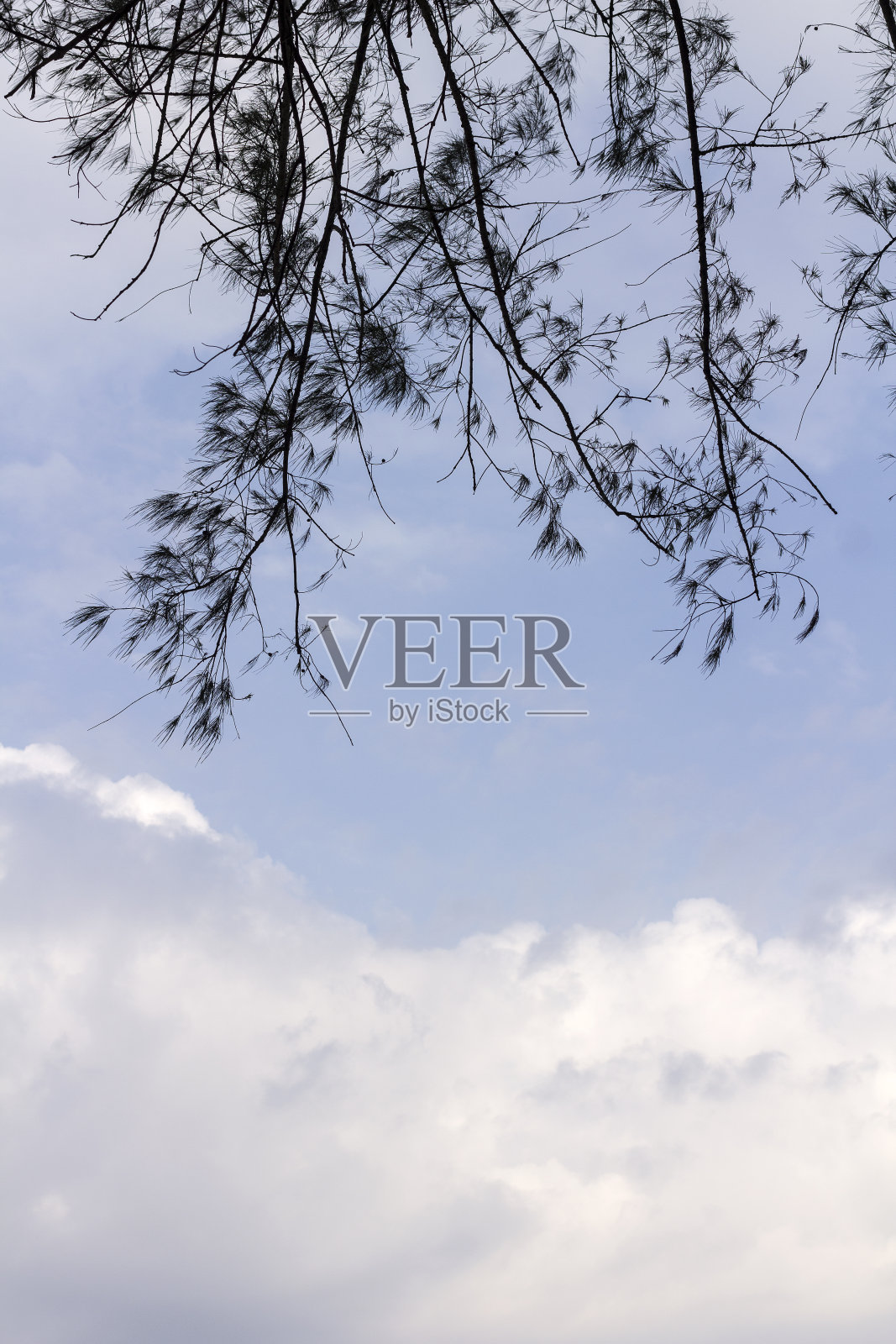 树枝映衬着蓝天照片摄影图片