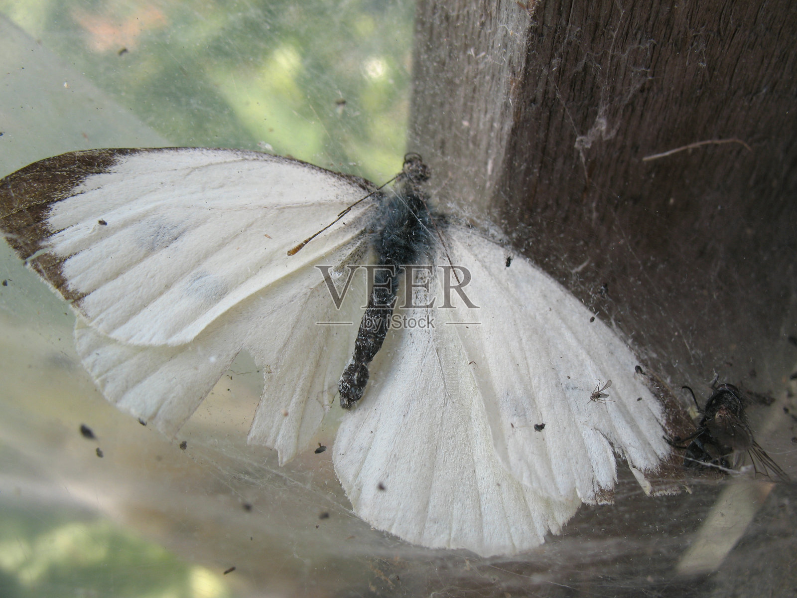 昆虫照片摄影图片