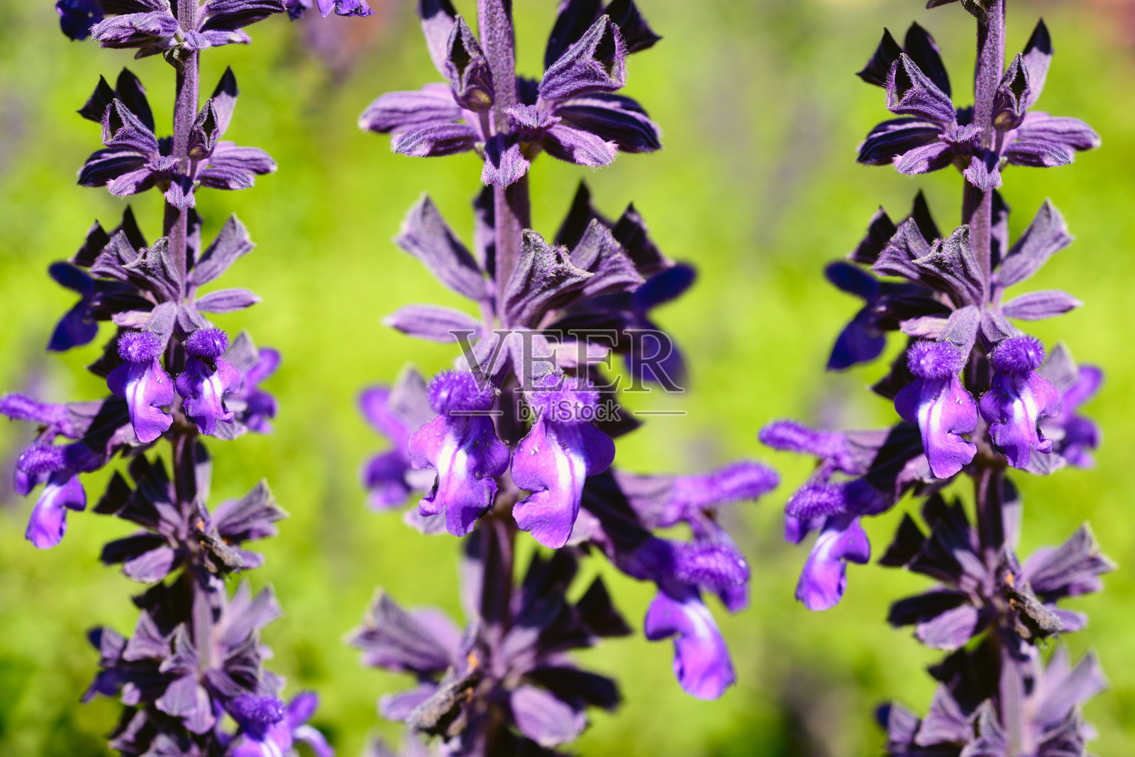 紫色的小花照片摄影图片